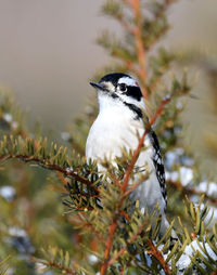 Male downy woodpecker