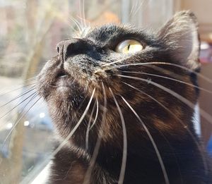 Close-up of a cat looking up