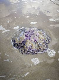 High angle view of flowers on beach
