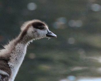 Close-up of bird