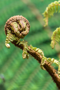 Close-up of lizard on tree