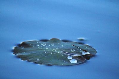 Close-up of insect on leaf floating over lake