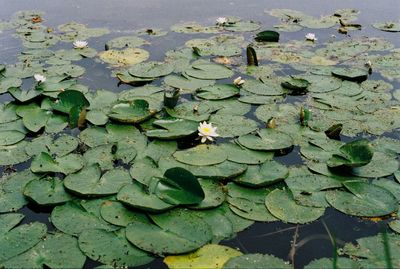 High angle view of lily pads in lake