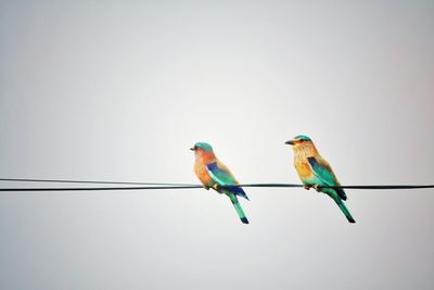 Low angle view of birds perching on wall