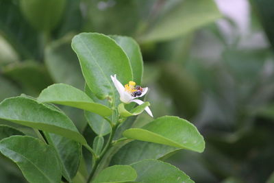 Close-up of insect on plant