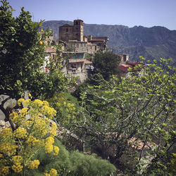 Trees and plants by building against sky