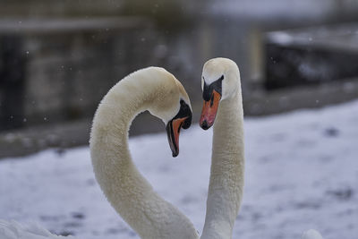 Close-up of swan on lake during winter