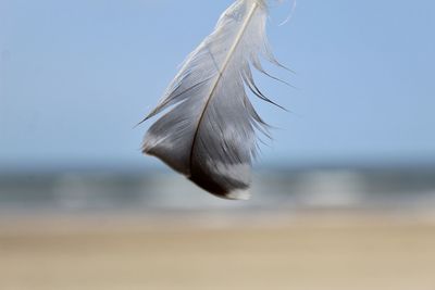 Close-up of feather against sky