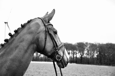 Close-up of horse on field against sky