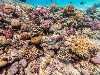 Close-up of fish swimming in sea