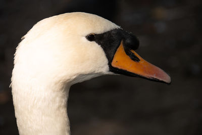 Swan in profile