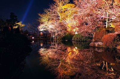 Illuminated trees by lake during autumn at night