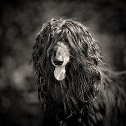 Afghan hound