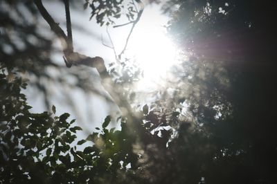 Sun shining through trees