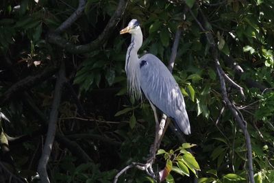 High angle view of gray heron perching on tree