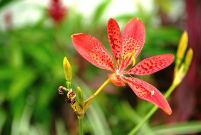 Close-up of insect on red flower