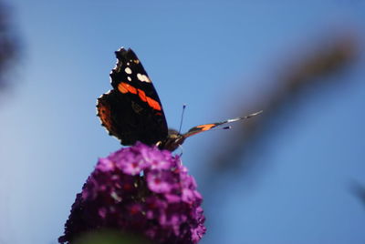 Butterfly perching on flower