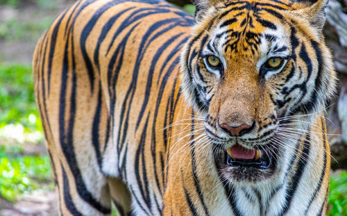 Close-up portrait of a tiger