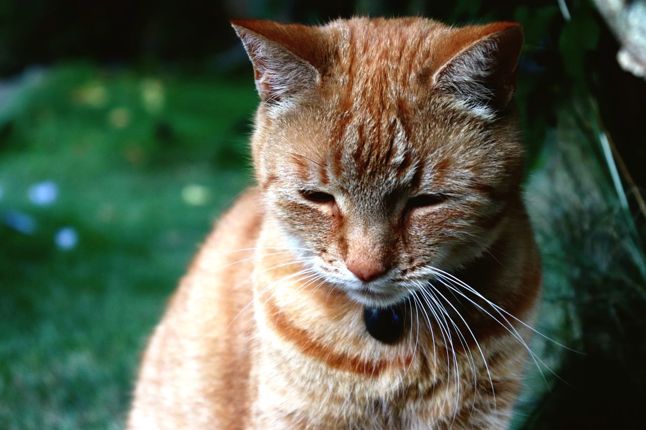 mammal, animal themes, animal, feline, cat, one animal, domestic animals, pets, vertebrate, domestic, domestic cat, whisker, close-up, focus on foreground, no people, day, animal body part, animal head, nature, outdoors, ginger cat