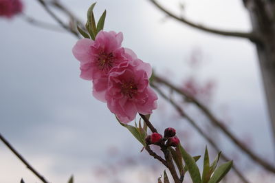 Close-up of pink cherry blossom