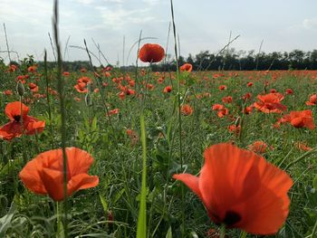 Close-up of red poppy flowers growing on field