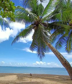 Palm tree by sea against sky