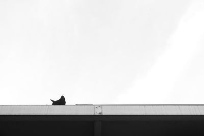 Low angle view of bird perching against sky