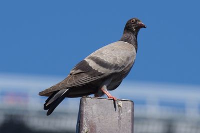 Close-up of pigeon perching on post