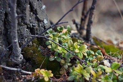 Close-up of lichen growing on tree trunk in forest