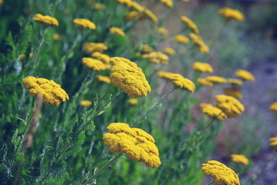 Close-up of yellow flowers blooming in field