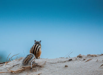 Rear view of chipmunk sitting on sand against clear blue sky