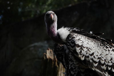 Close-up of eagle