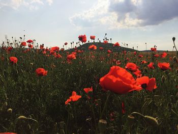 Close-up of red poppy flowers in field