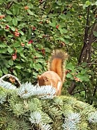 View of lizard on tree