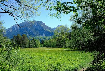 Scenic view of green landscape and mountains against clear sky