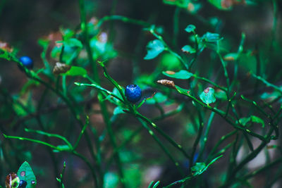 Close-up of lizard on plant