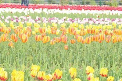 Close-up of poppies blooming in field