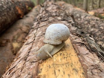 Snail on a tree trunk