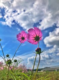 Close-up of pink flowering plants on field against sky