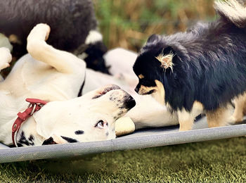 Close-up of two dogs