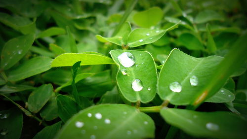 Close-up of water drops on leaf