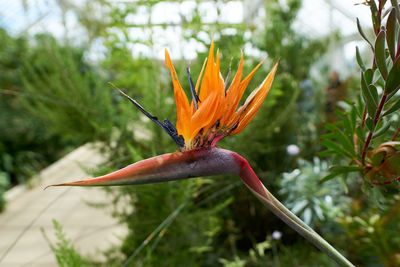 Close-up of orange flower