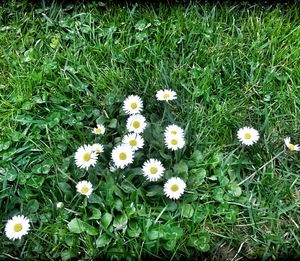 White daisy flowers in field