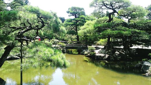 Reflection of trees in pond