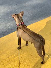 High angle view of dog standing on road