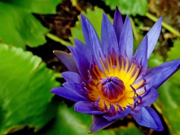 Close-up of purple flowers