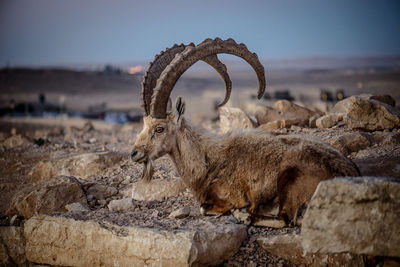 Close-up of sheep on rock against sky