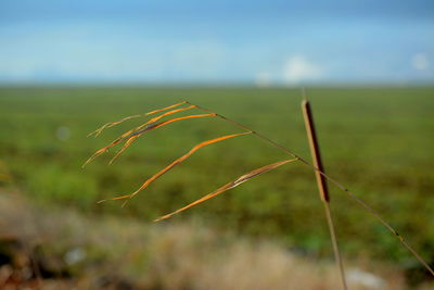 Close-up of crop growing on field