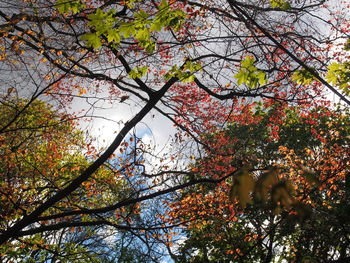 Low angle view of flower tree