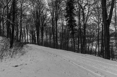 Road amidst bare trees in winter